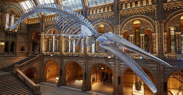 London Natural History Museum